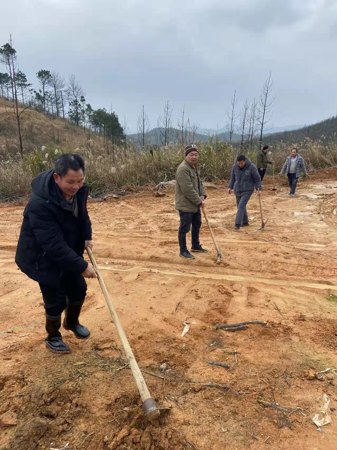 蓝山县祠堂圩乡大井头村植树造林公益活动