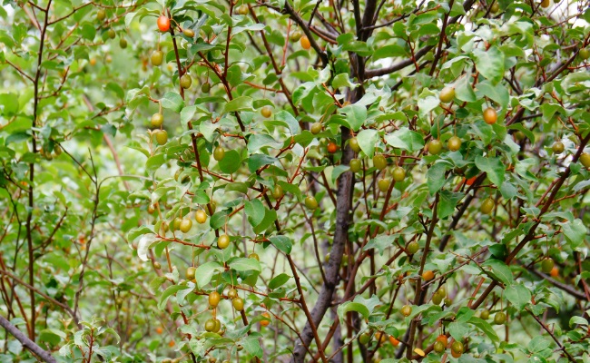 玛瑙似的果实——木半夏
