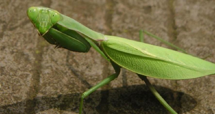 蝉螂是怎么繁殖的