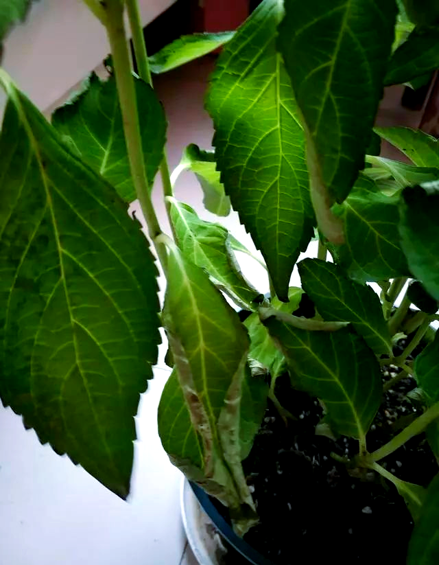 绣球花夏季叶片焦枯萎蔫,多种原因解析与补救方法