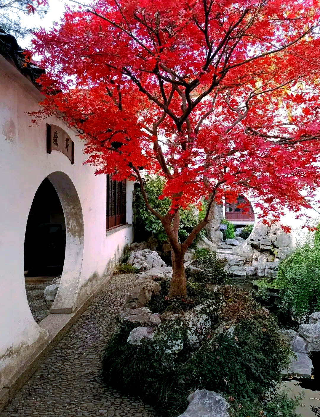苏州艺圃秋日赏枫,红枫与古典园林交相辉映