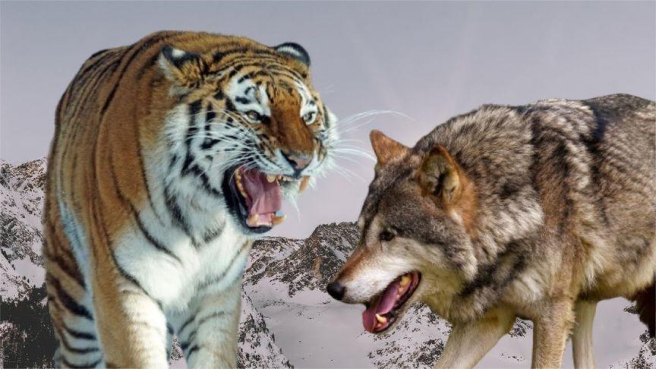动物世界老虎大战狼群图片