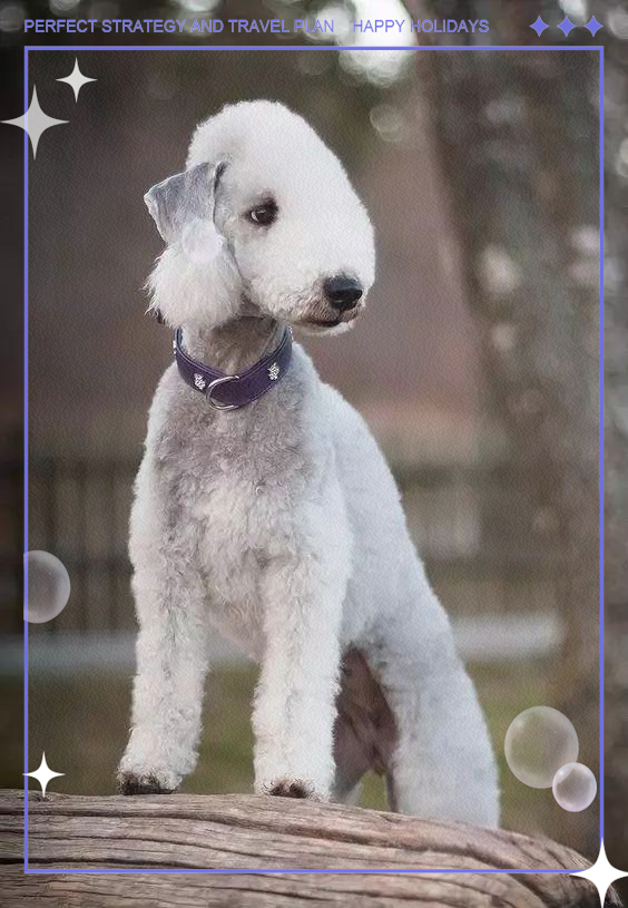 贝灵顿梗犬种全解析:起源,外观,特点与饲养指南