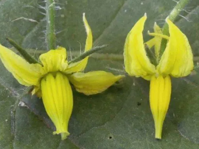 番茄花的雄蕊和雌蕊