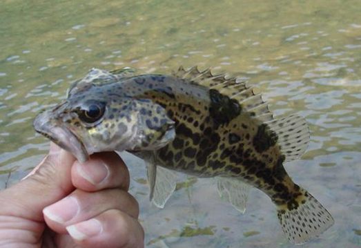 想钓好鳜鱼,这种民间钓法简单又好用