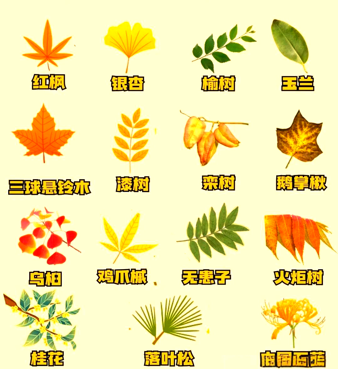 自然探秘:秋日落叶的多样风情