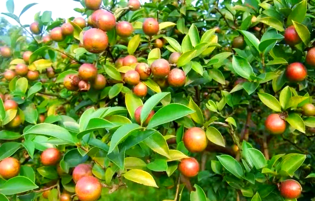 在寒露到霜降这段时间里,茶油上树旺盛,而霜降节后,每一日的增长都