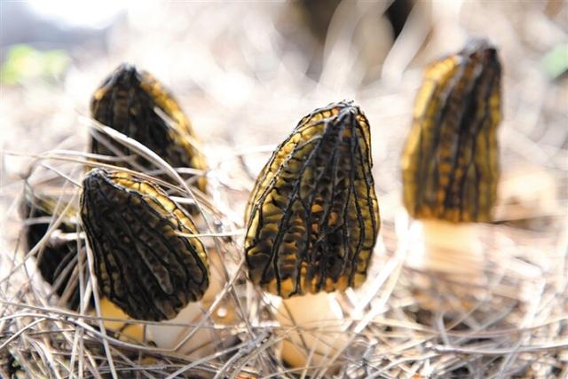 品"曲菌"香 谋产业路