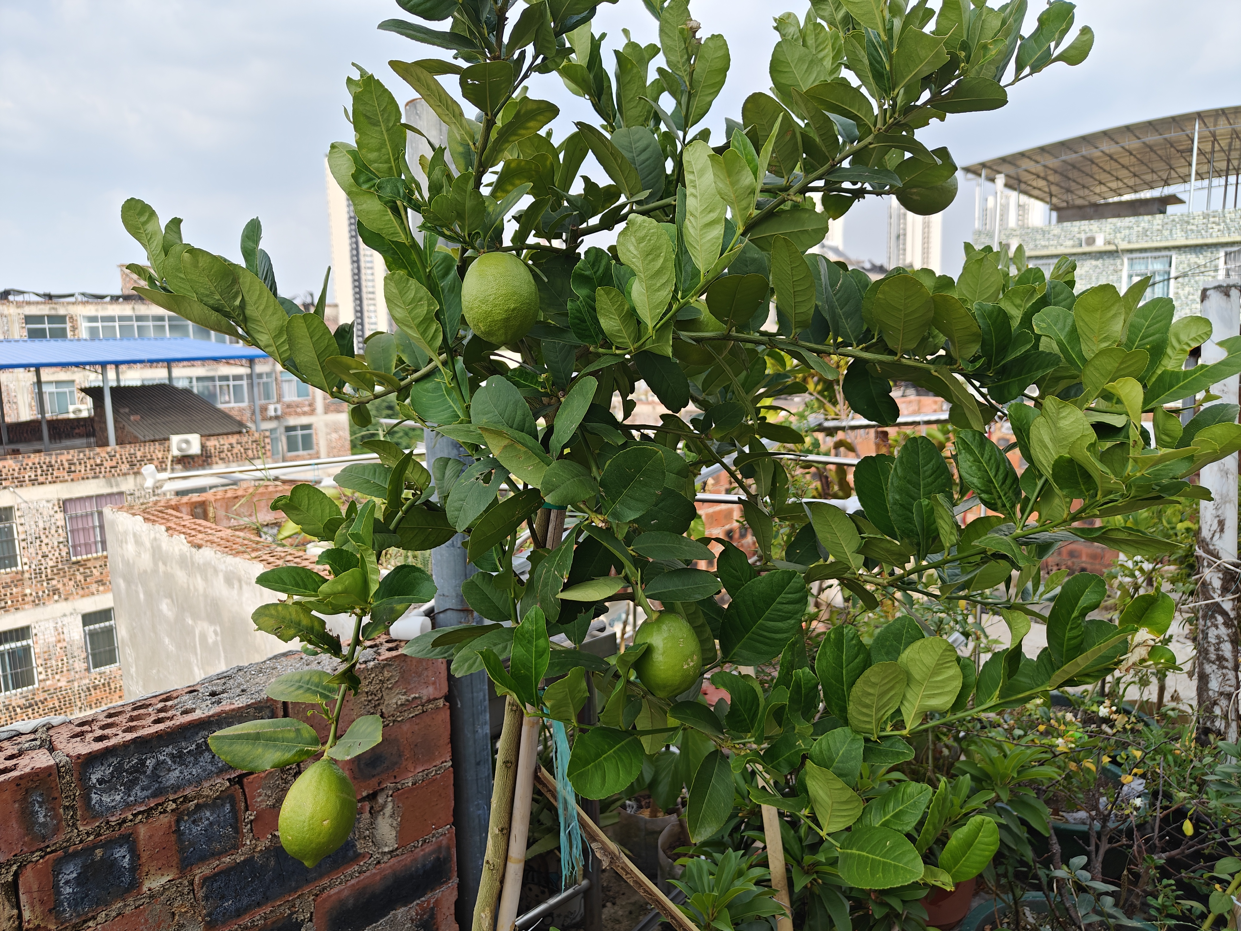 养一盆广东香水柠檬自己在家做手打柠檬茶