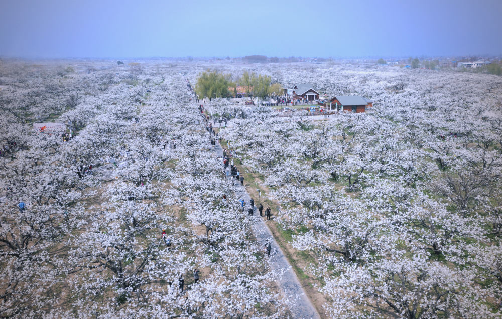 砀山梨园:春日花海,景色如画