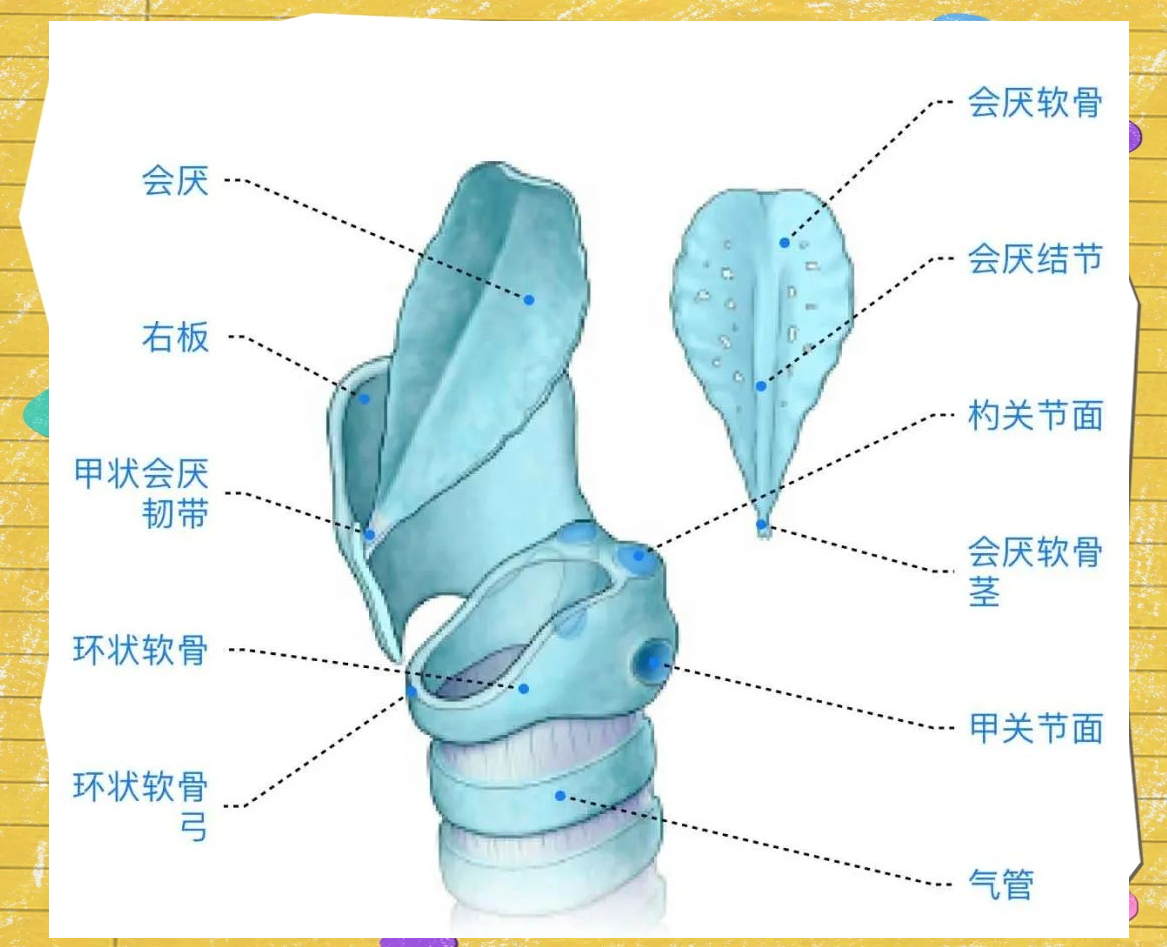 喉部详解:从软骨支架到肌肉控制的完整指南
