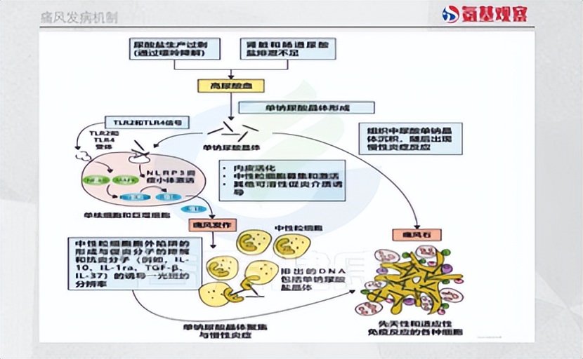 别嘌醇作用机制图片