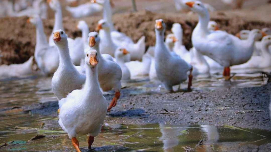 四季鸭鹅饲养要点