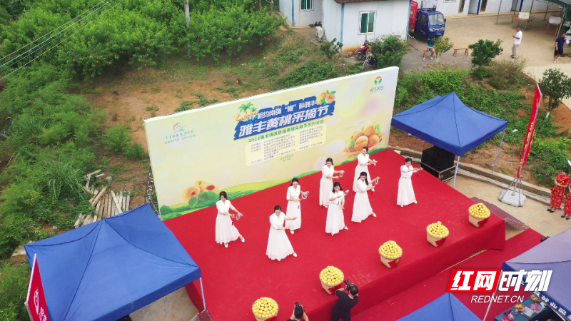 临武县南强镇举行雅丰黄桃采摘节活动