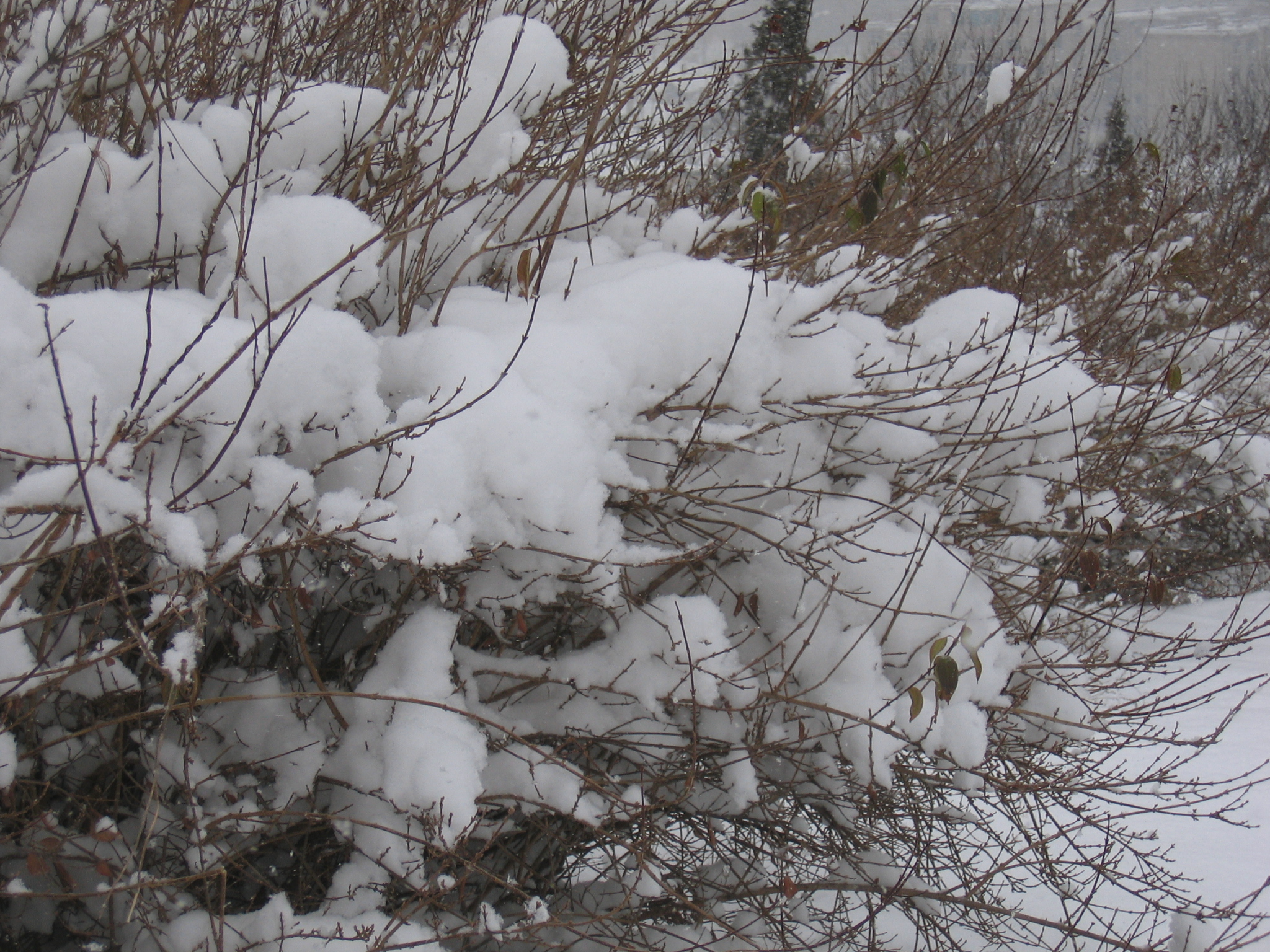 老照片2005大连甘井子樱花街(圈里——大化一宿舍)小编c723船船老长