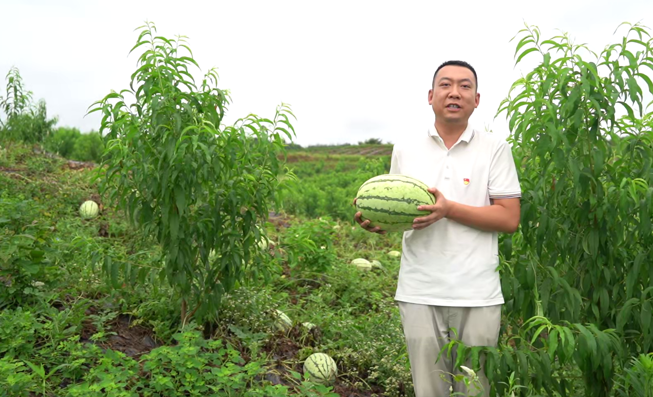 商城县汪桥镇:西瓜种植有"甜头" 集体经济有奔头