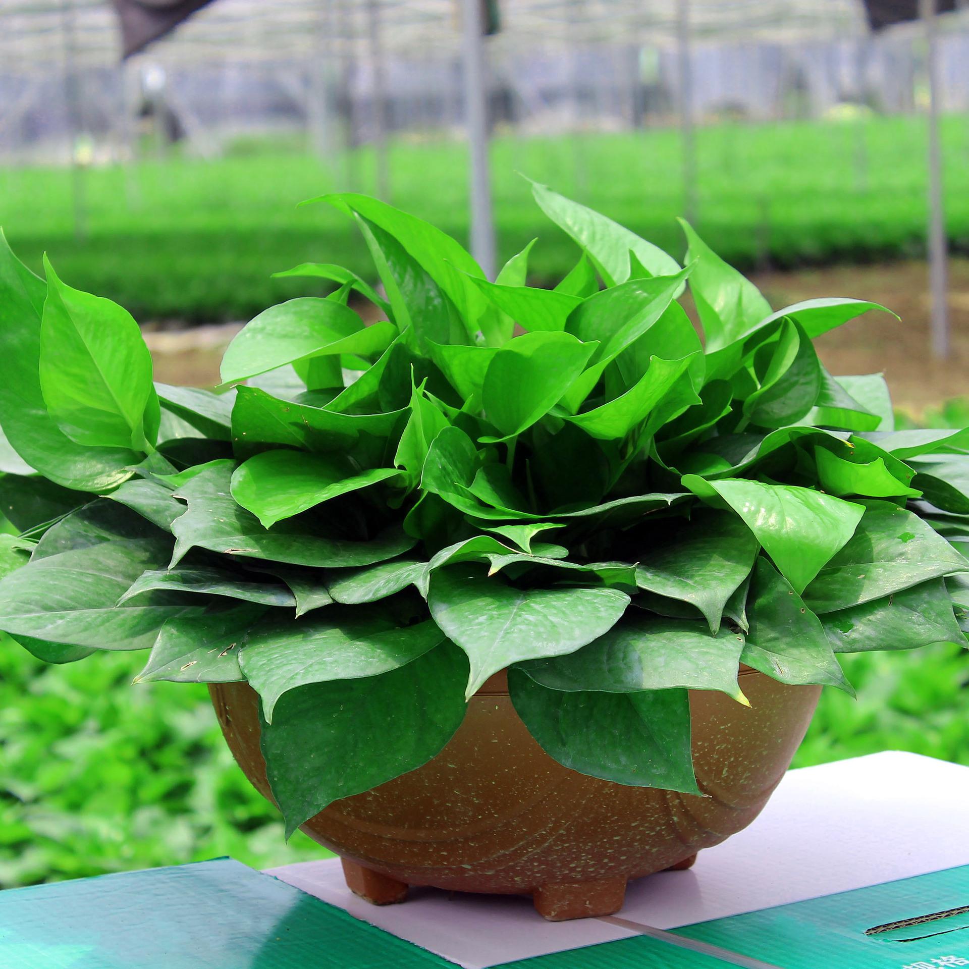 绿萝快速生长,环境很关键,做好这4点就行