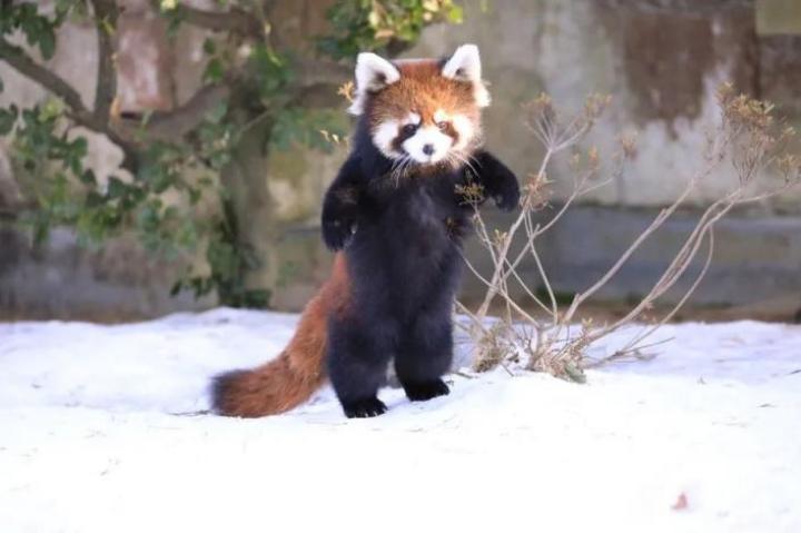 可爱暴击!小熊猫举手"投降"是为什么?