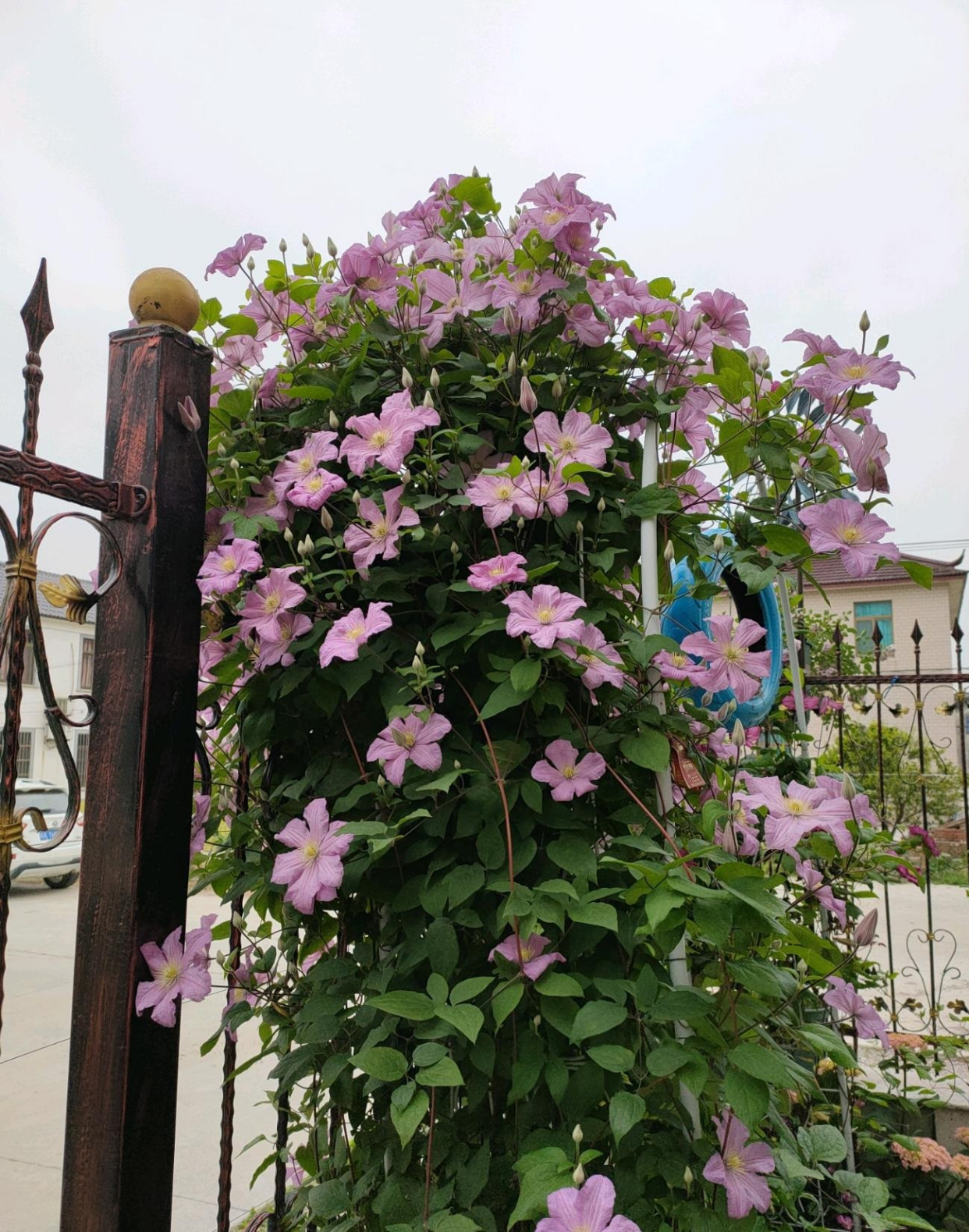 耐寒植物—包查德女伯爵,好看也好养,丰花勤花,东北露养无压力