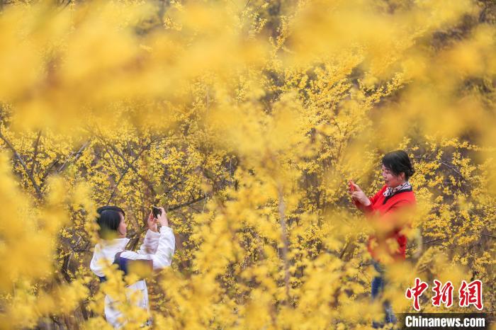 连翘花海图片