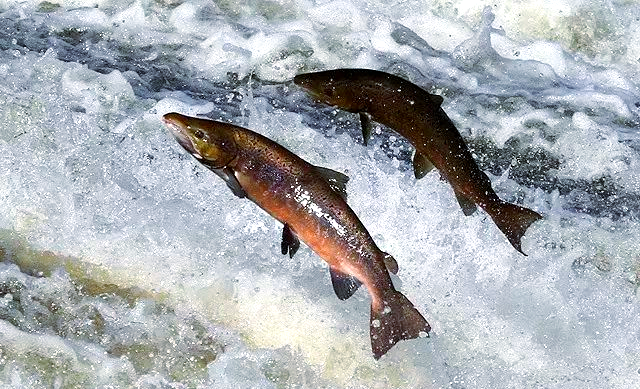 鲑鱼洄游:一场生命与自然的奇妙旅程