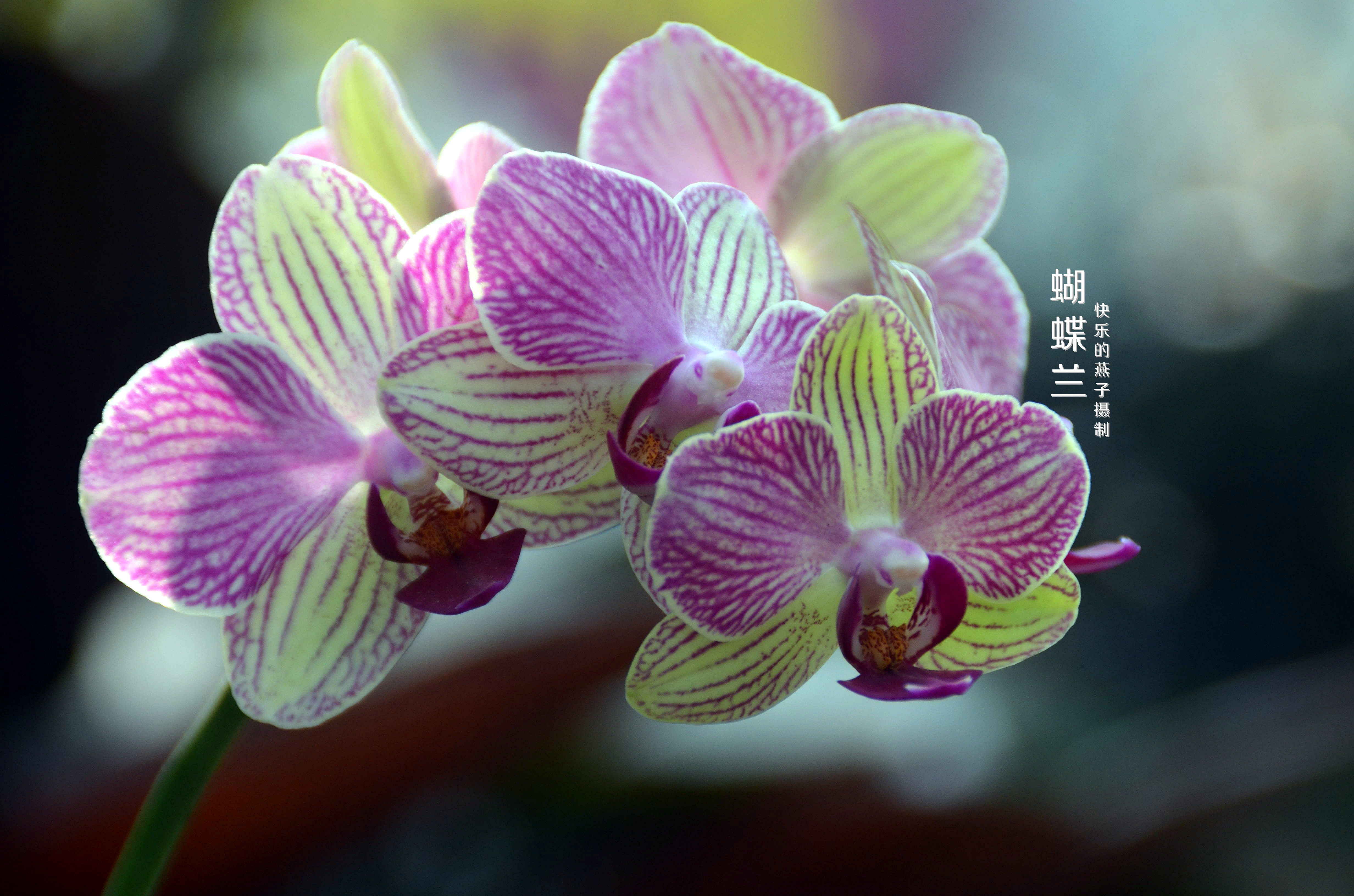 快乐的燕子:蝴蝶兰绚丽绽放.似彩蝶展翅欲飞