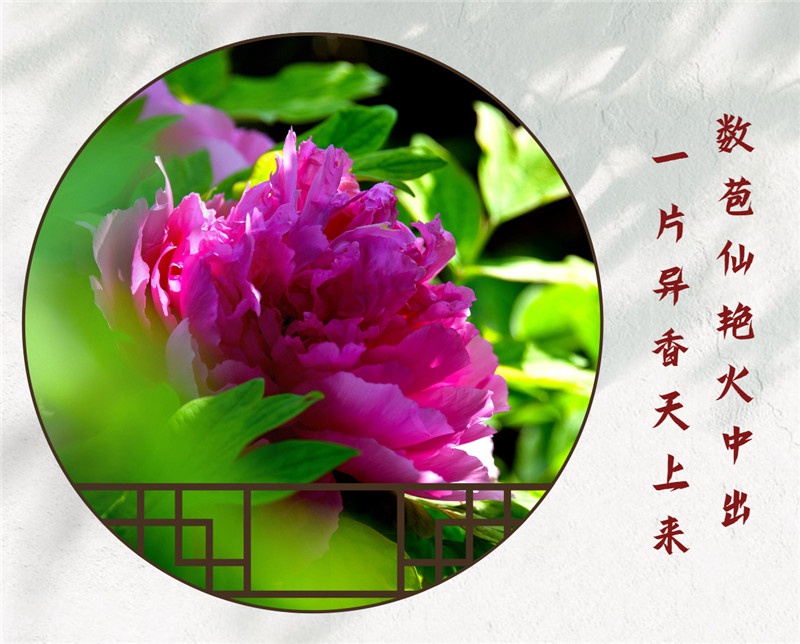 古诗词中赏牡丹 国色天香惹人醉