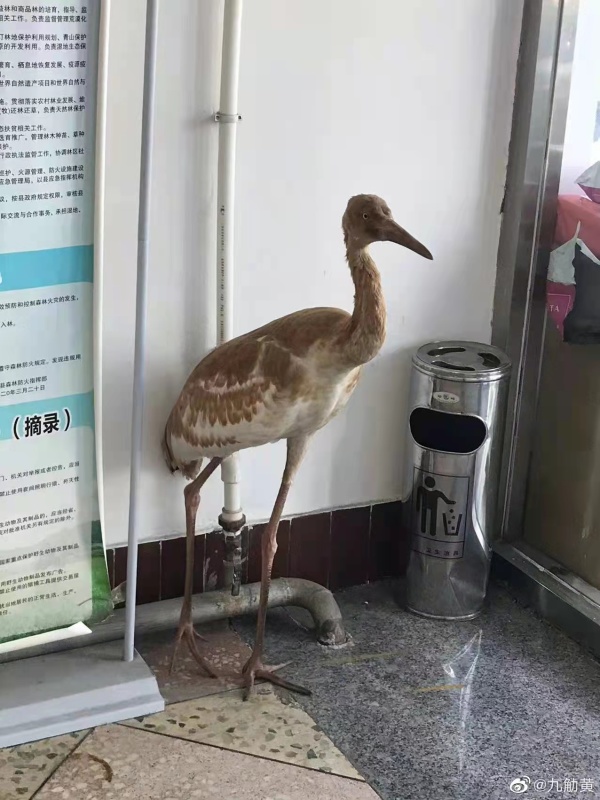 国家一级保护动物白鹤幼鸟因暴雪"掉队",沈阳猛禽救助中心:小鹤身体