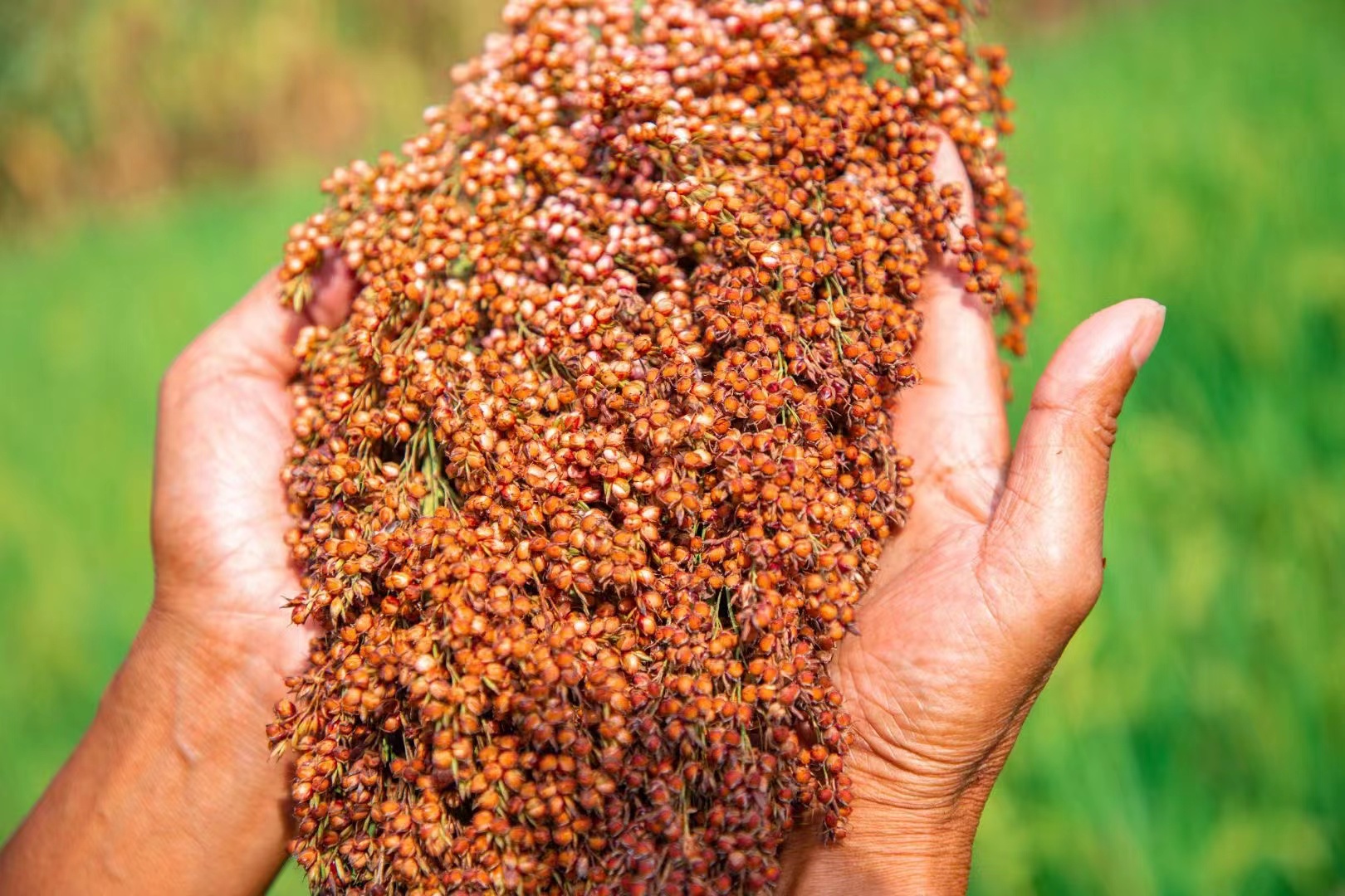 今日分享:酱酒文化知多少