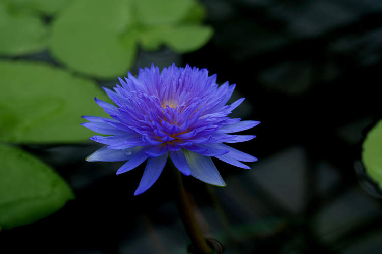 300多种睡莲将亮相辰山植物园,14个新品种首次展出