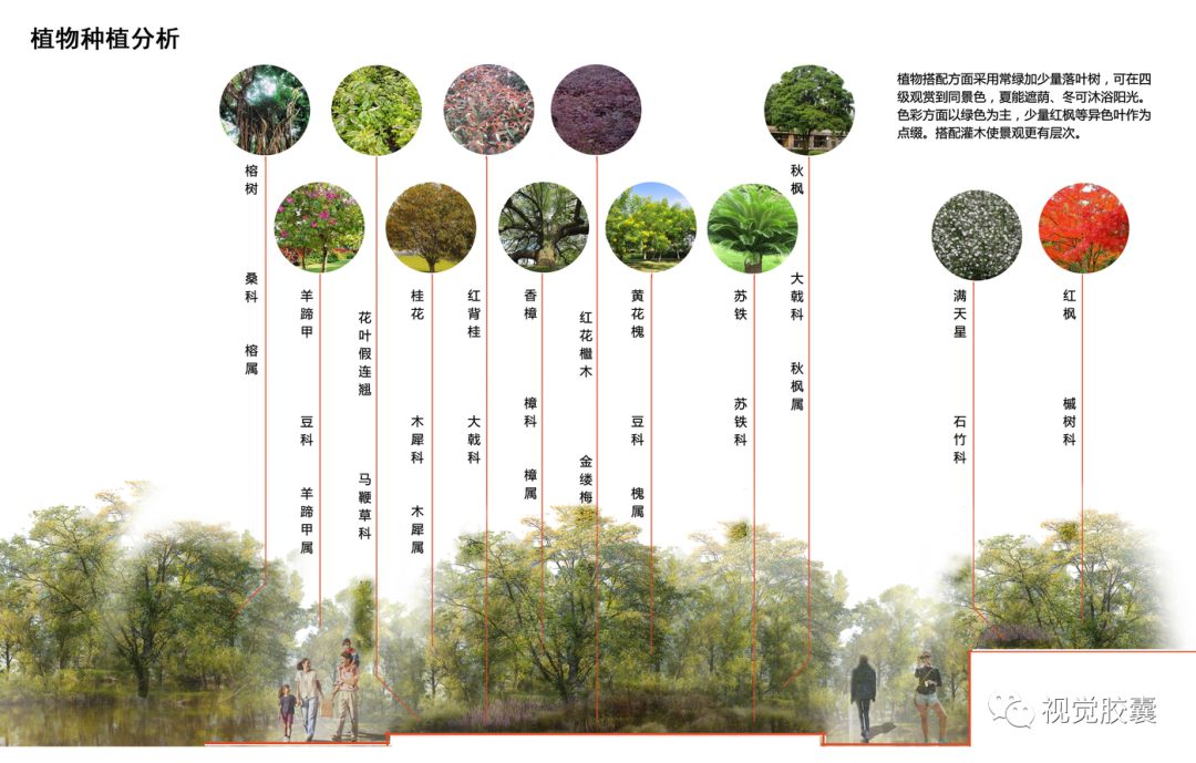 不会画植物分析图,我差点毕不了业!