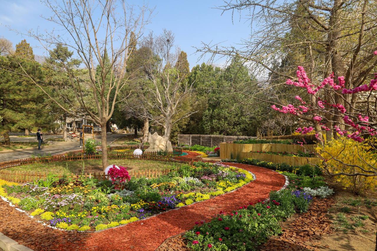 香山公园3万株花卉布置完毕,即将迎来花期