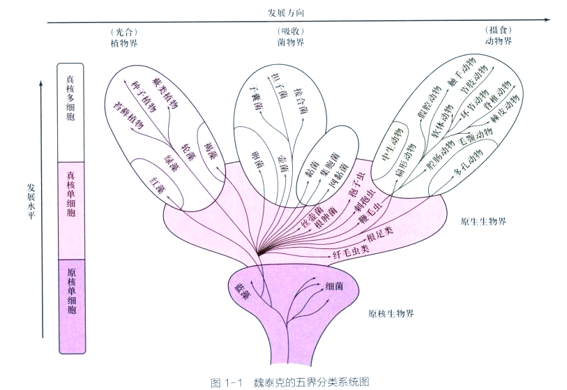 植物学的奥秘:分类与命名的深度探索