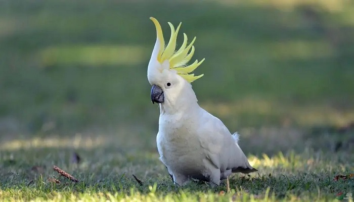 白色鹦鹉头上有冠是什么品种