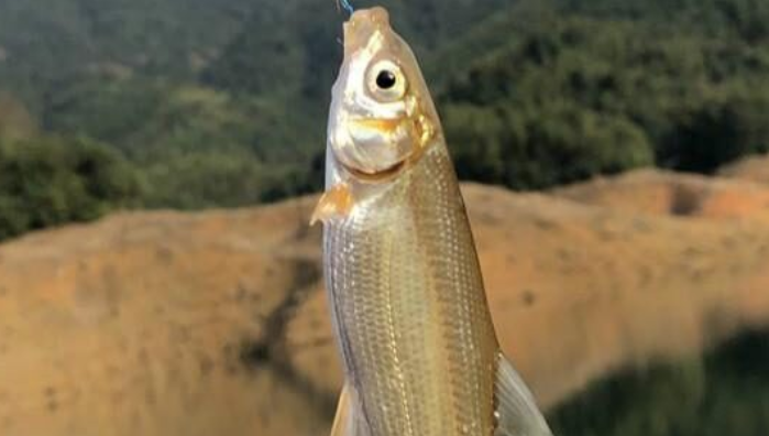 青稍和白条的区别