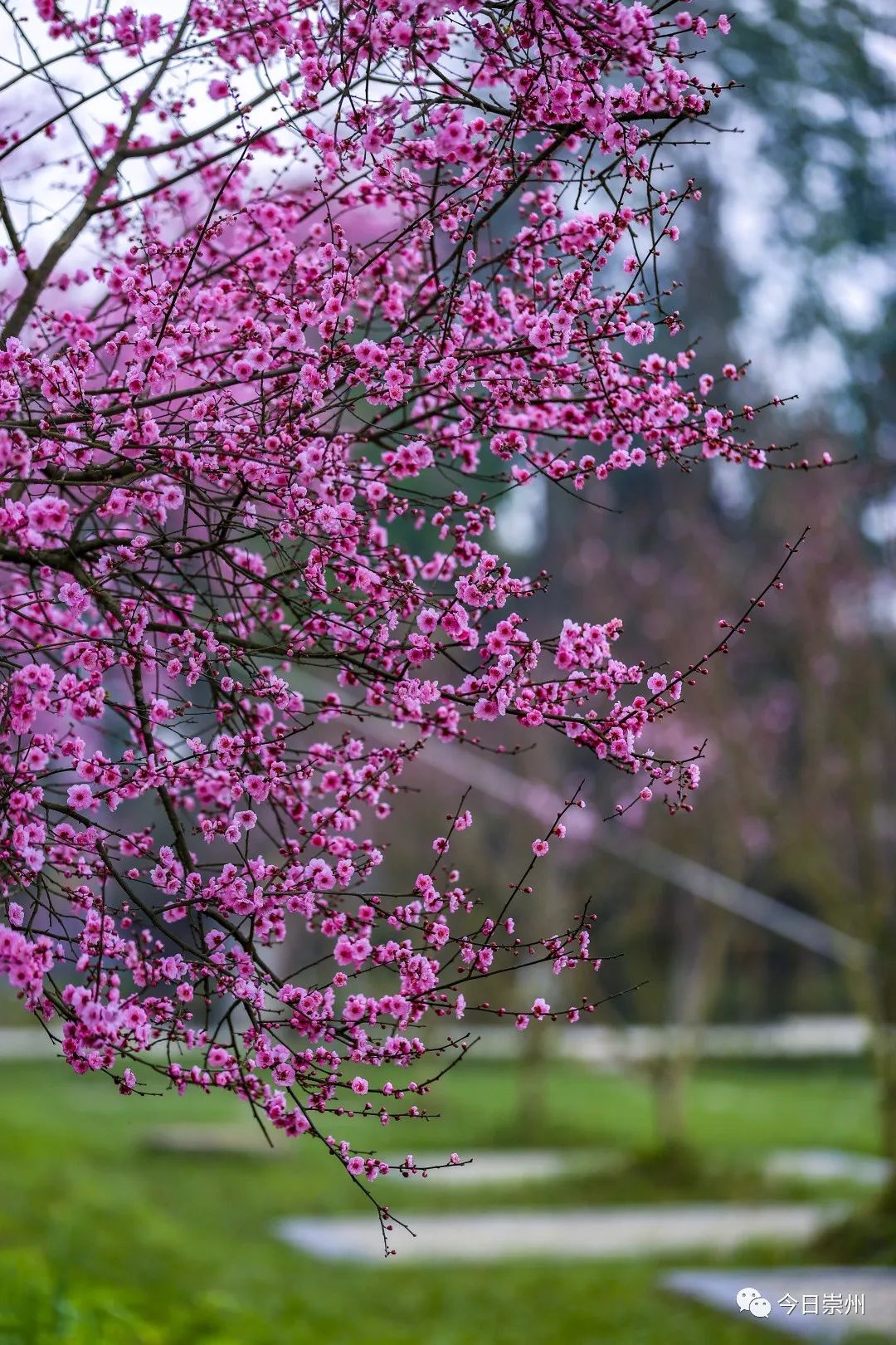 崇州的美人梅又开了