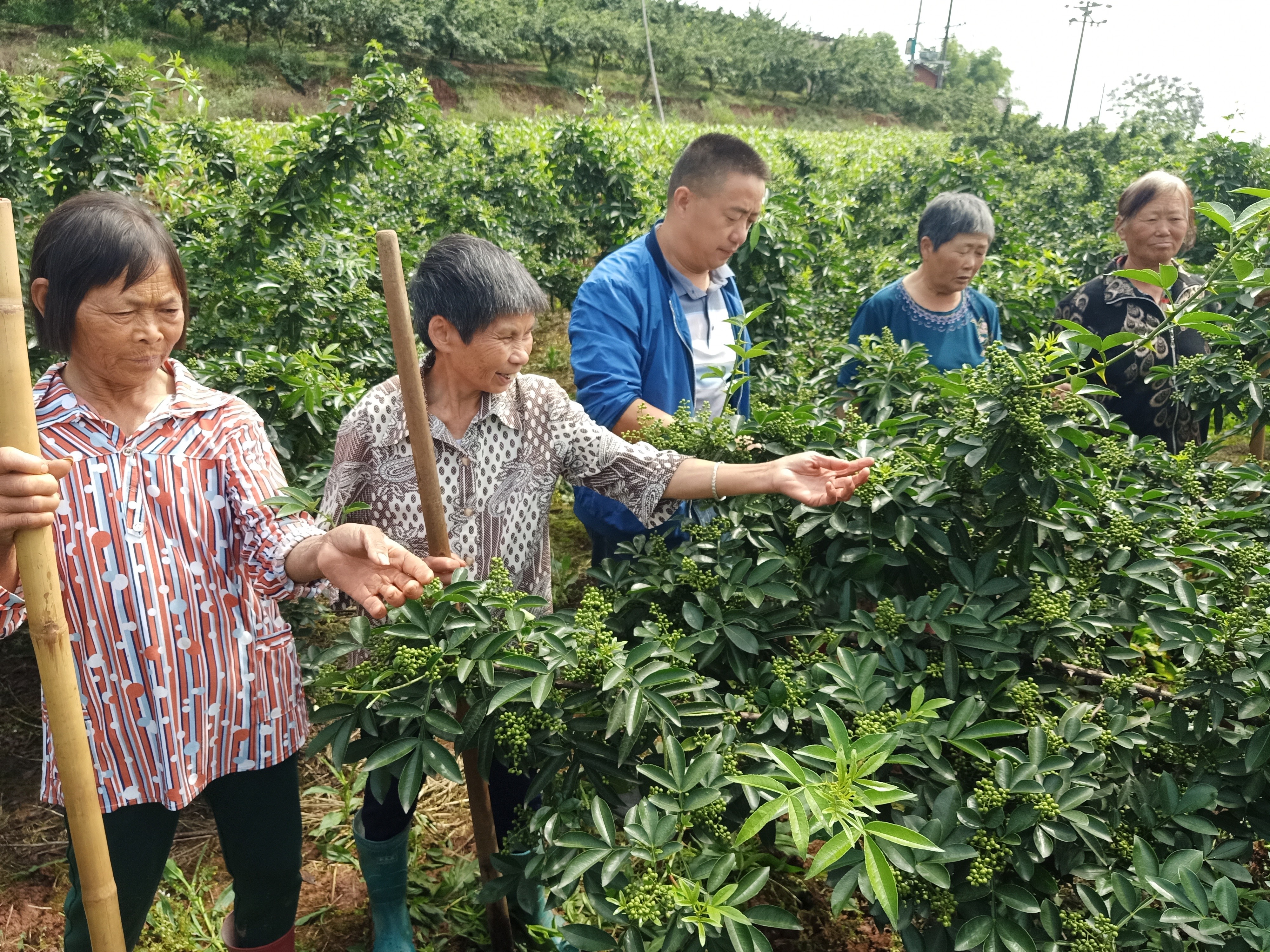 万亩花椒喜迎丰收 自贡市沿滩区九洪乡积极做好采收准备