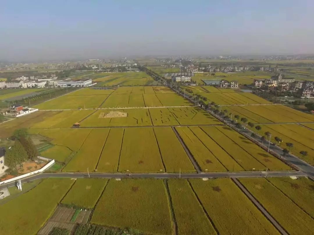 余杭永安稻香小镇:数字赋能 稻谷飘香