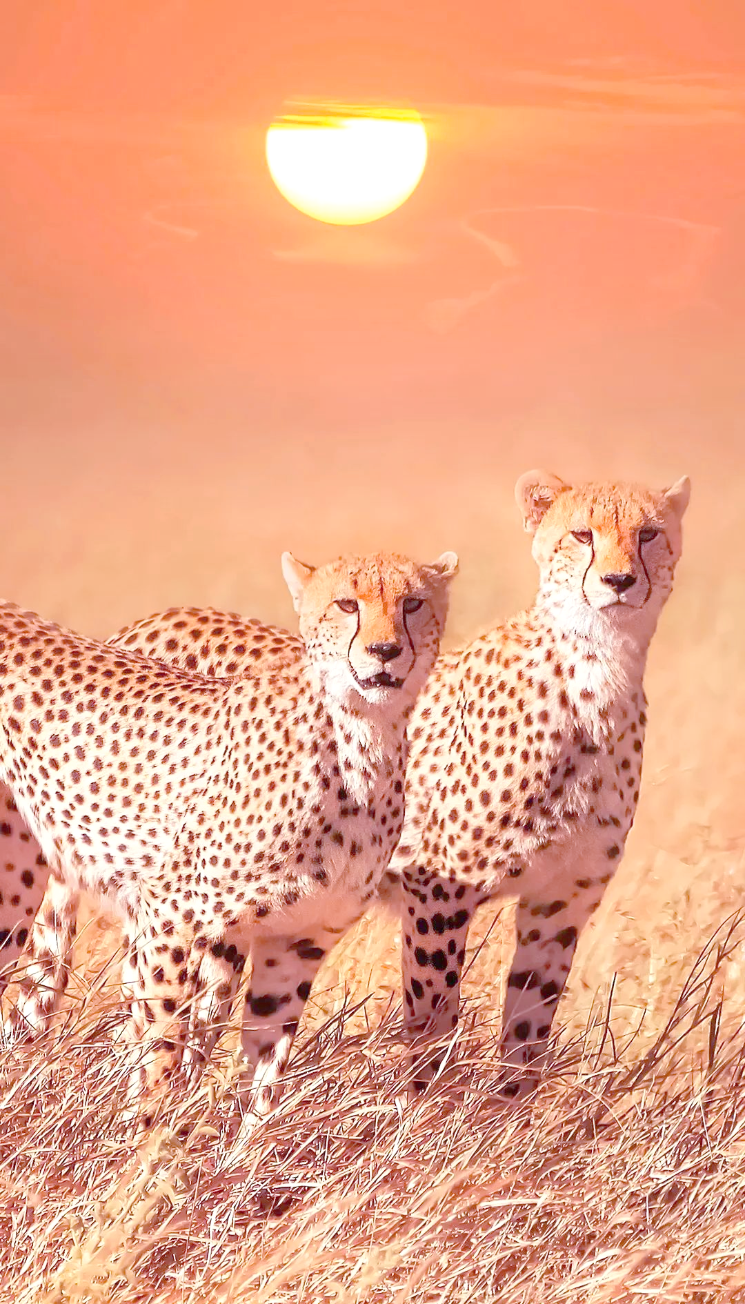 探索猎豹:速度与生存的传奇