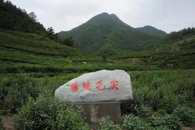 千岛湖茶品牌鸠坑毛尖迎来销售旺季板栗香是独特的味道