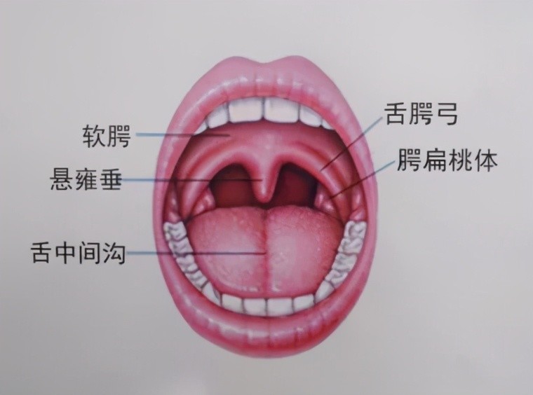 小舌头位置图图片