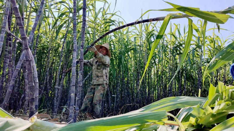 政和县石屯镇:种植果蔗 拓宽增收路