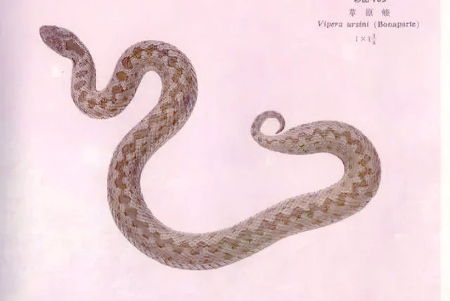 新疆天池天山蛇 新疆天池天山蛇