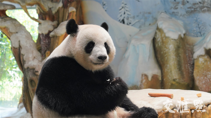 8月南京紫清湖8只大熊猫过生日,熊猫为何夏季扎堆庆生?