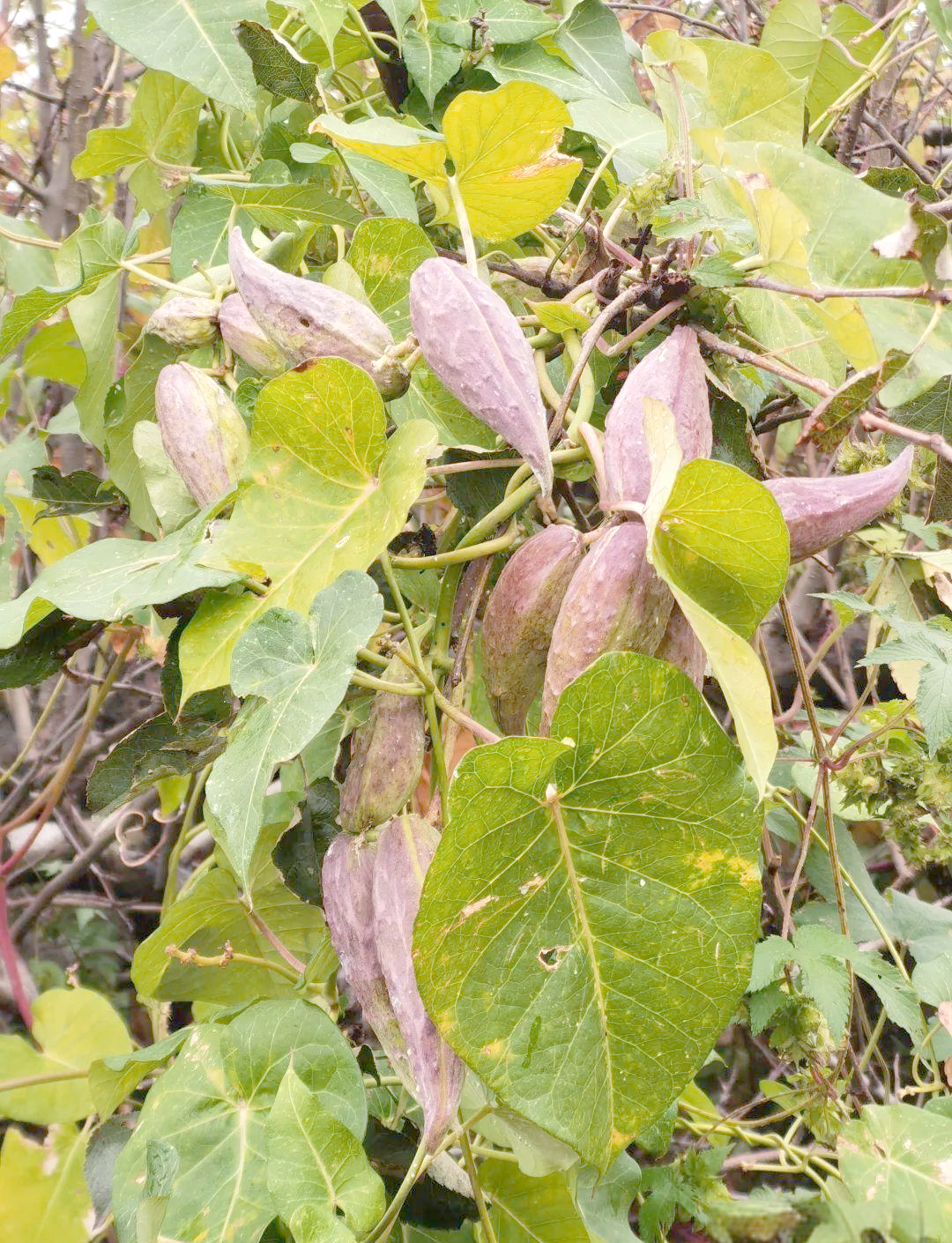 萝藦:一种在农村野地和城市角落生长的植物