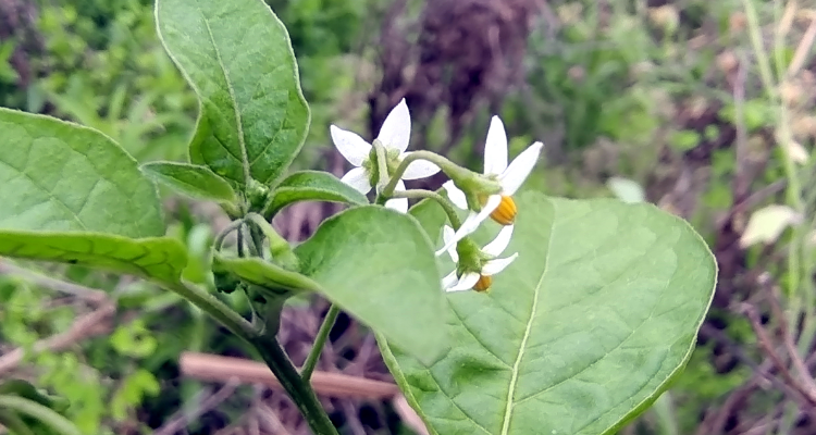 龍葵花是什麼樣子的