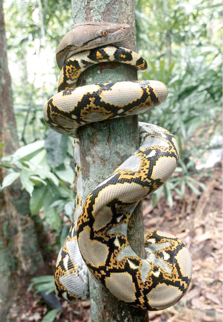 网纹蟒:地球上强大的掠食者,虽危险却仍被人类饲养为宠物