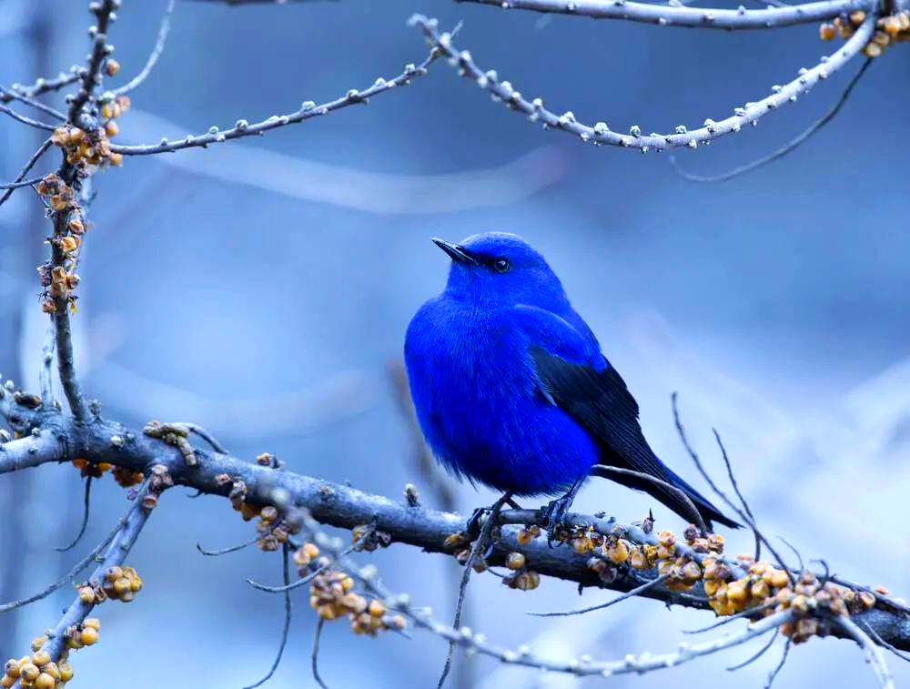 雄鸟的羽毛呈现出令人惊艳的皇家宝石蓝色,而相比之下,雌鸟的羽毛则