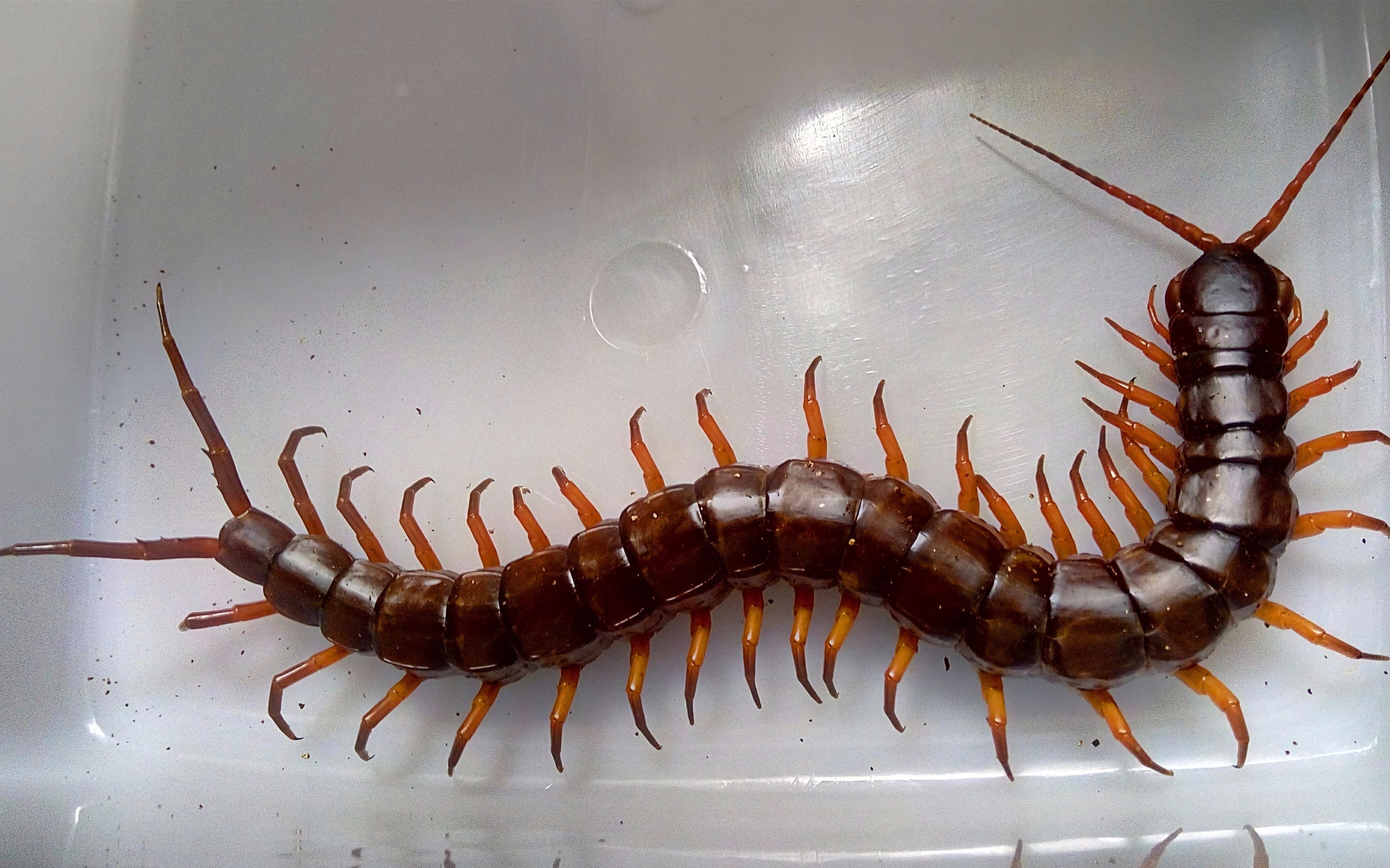 科学科普:我们常见的五毒之一的蜈蚣,它到底长多少只脚?