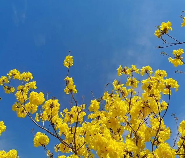 宁南这处养生温泉地竟私藏了一片黄花风铃木花海